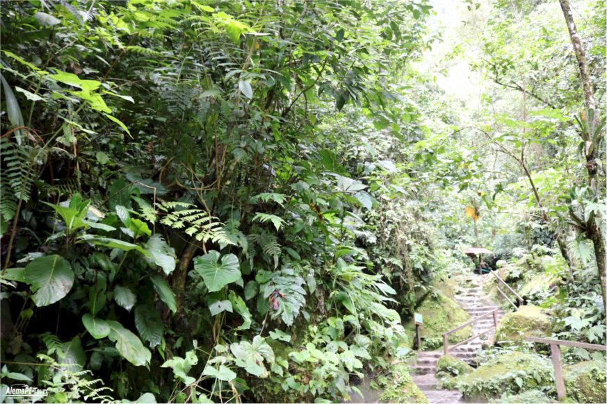 Tarapoto - Catarata de Ahuashiyacu