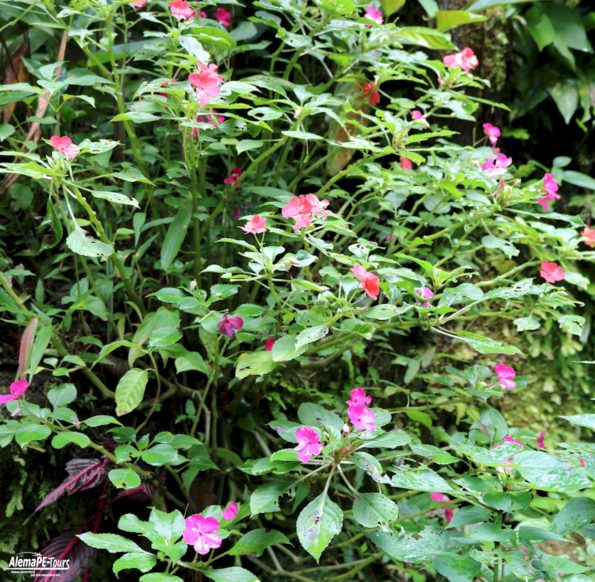 Tarapoto - Catarata de Ahuashiyacu