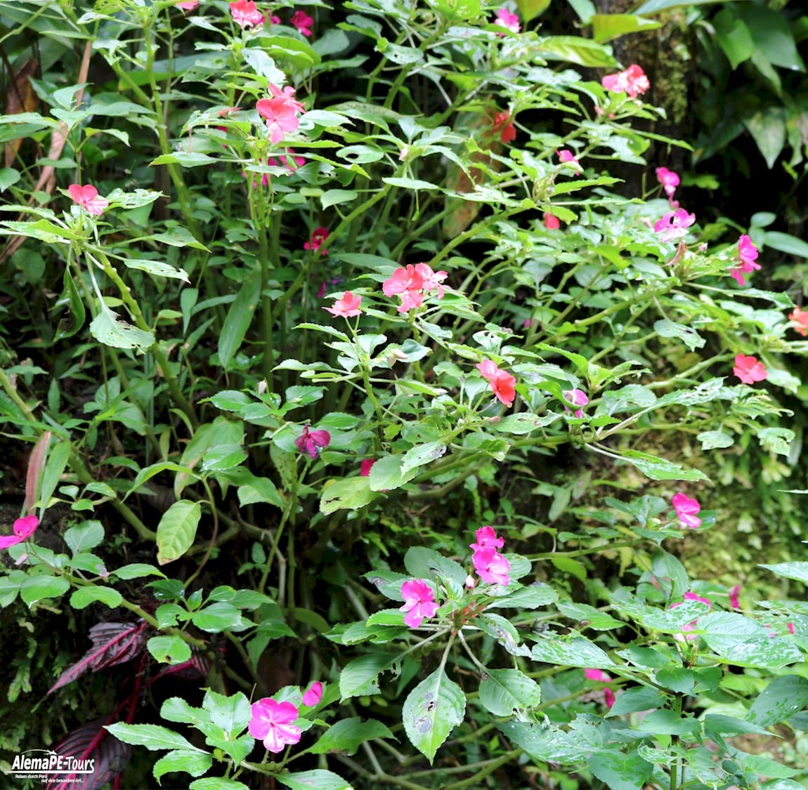 Tarapoto - Catarata de Ahuashiyacu
