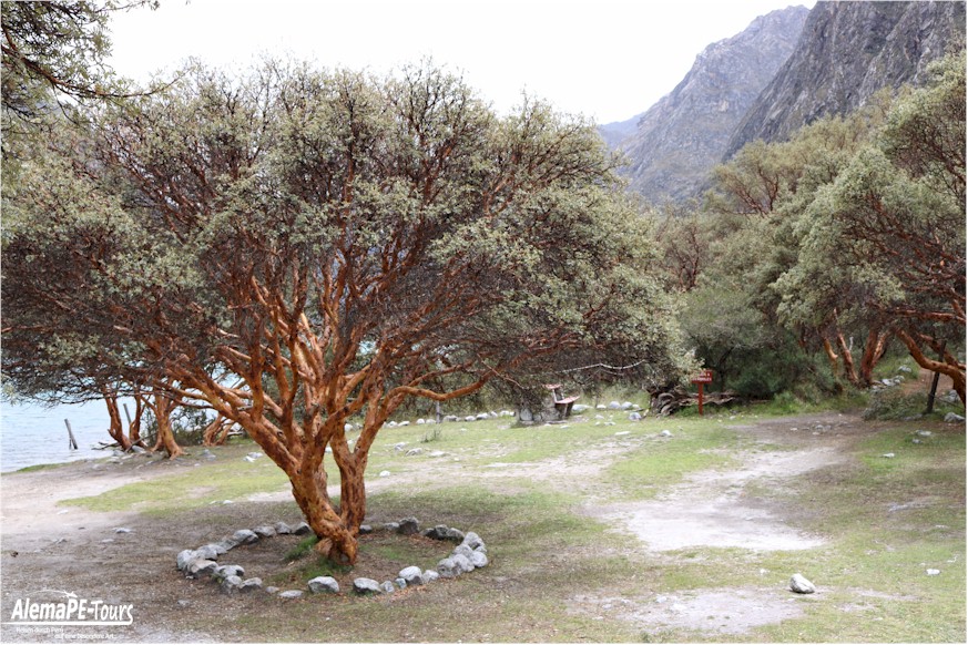 Yungay - Laguna Llanganuco
