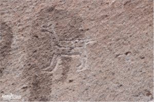 Corire - Toro Muerto