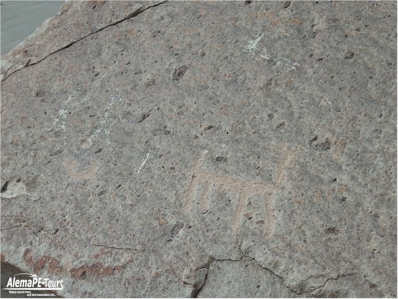 Corire - Toro Muerto