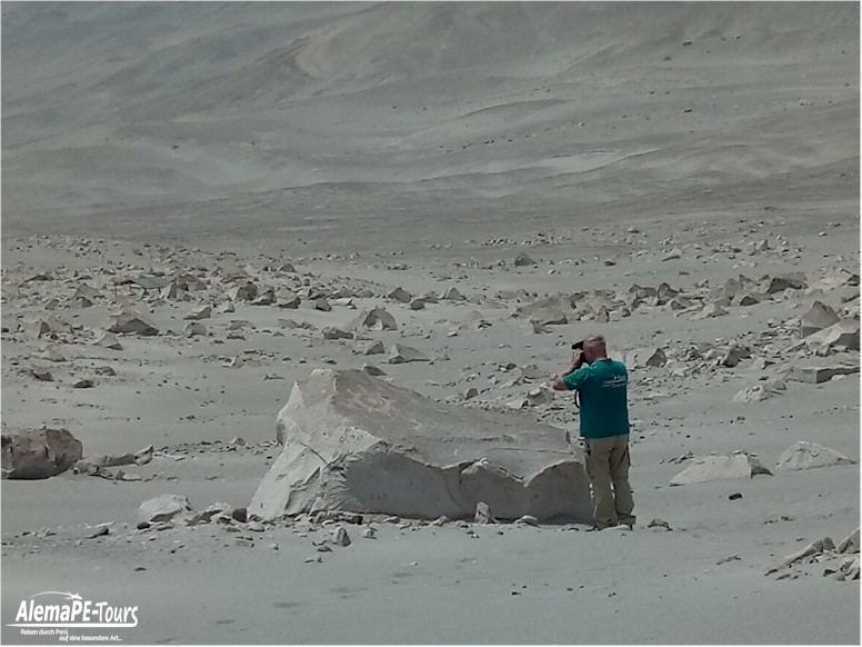 Corire - Toro Muerto