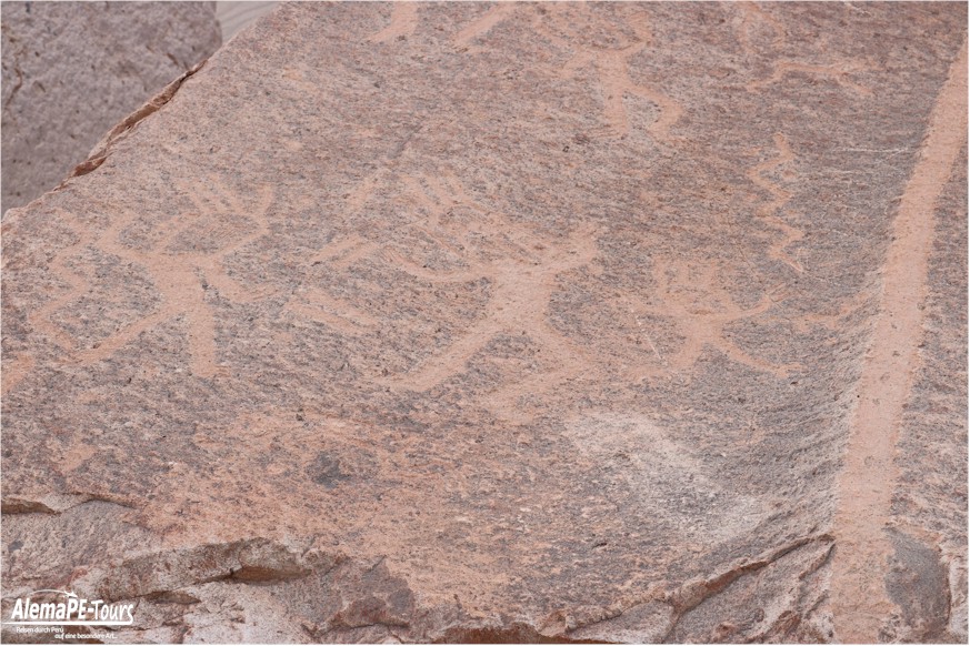 Corire - Toro Muerto