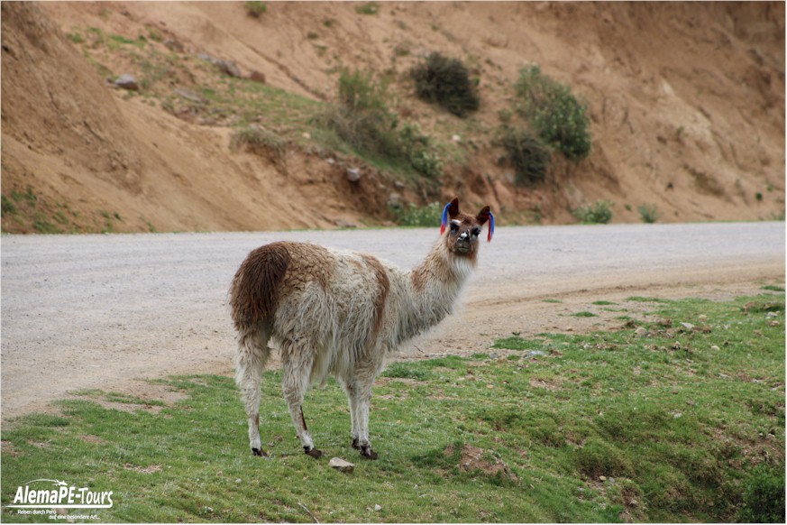 Pampachiri - Casas de los Pitufos